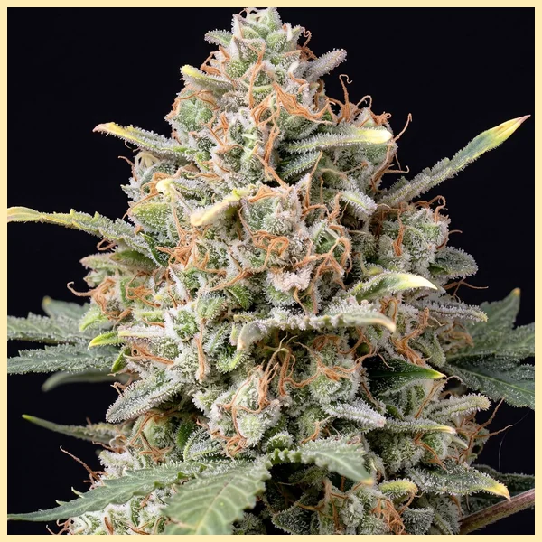 Candy Cane Autoflower Seeds additional image 1