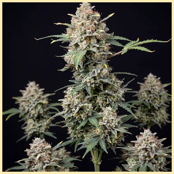 Candy Cane Autoflower Seeds featured image