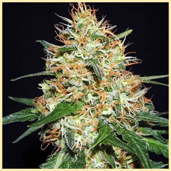 Candy Kush Feminized Seeds featured image