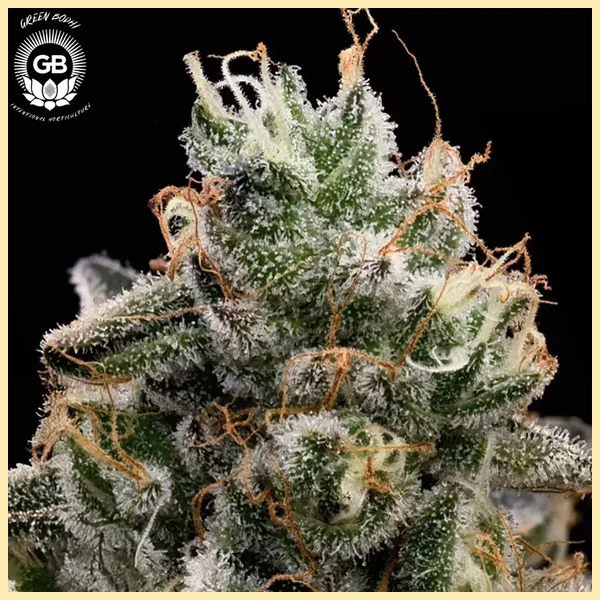 Candy Cane Kush Feminized Seeds additional image 1
