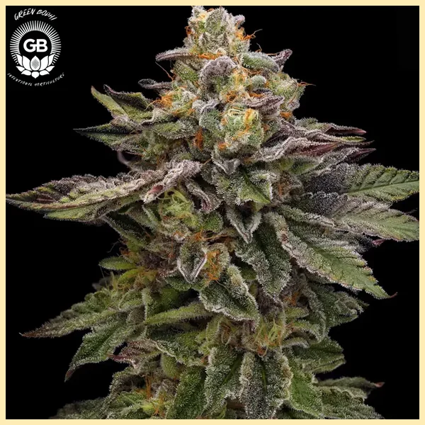 Candy Cane Kush Feminized Seeds additional image 2