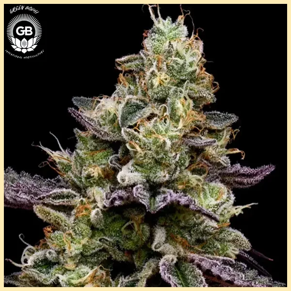 Candy Cane Kush Feminized Seeds featured image