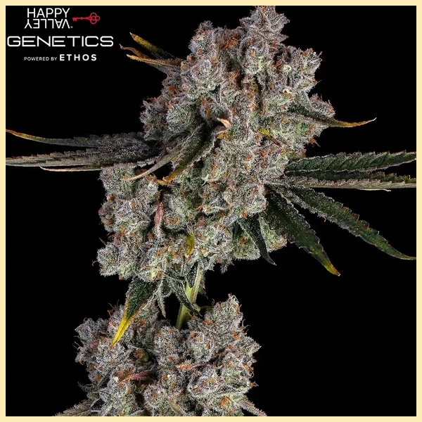 Candy Games #38 Feminized Seeds additional image 1
