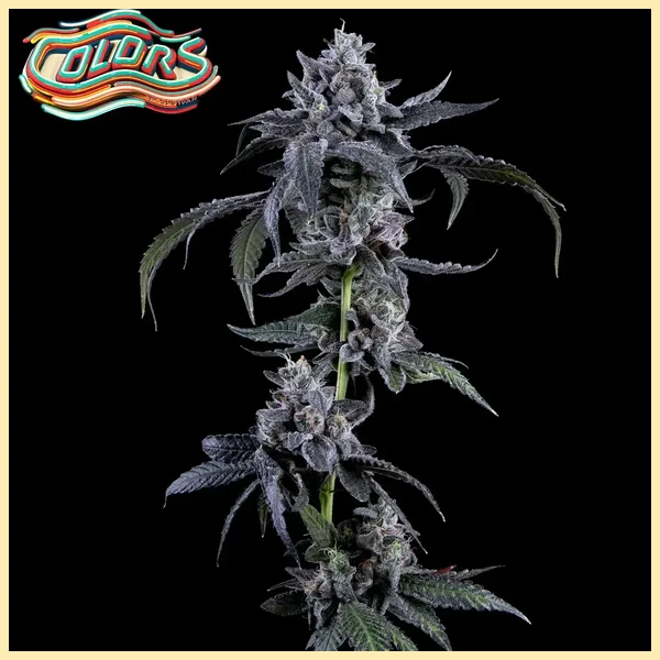 Candy Juice Feminized Seeds featured image