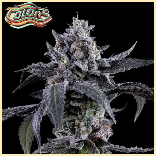 Candy Juice Feminized Seeds additional image 1