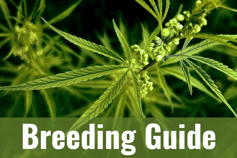 cannabis breeding guide cover