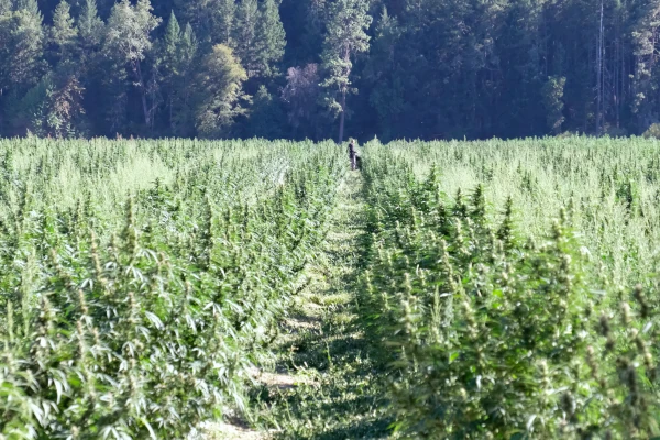 cannabis farm california