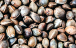 pile of cannabis seeds