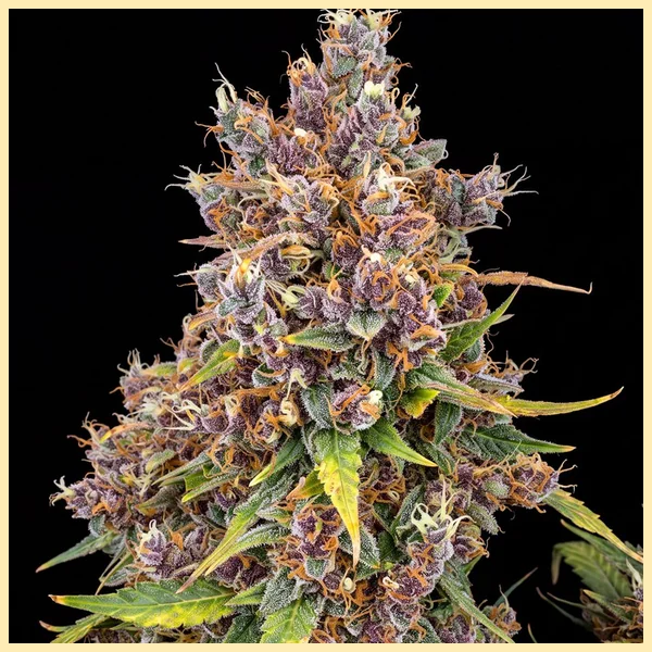 Cannatonic Feminized Seeds featured image