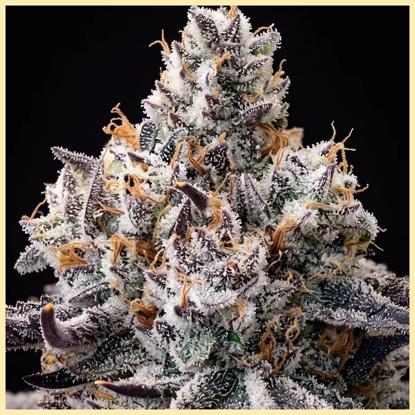 Cap Junky Feminized Seeds additional image 2
