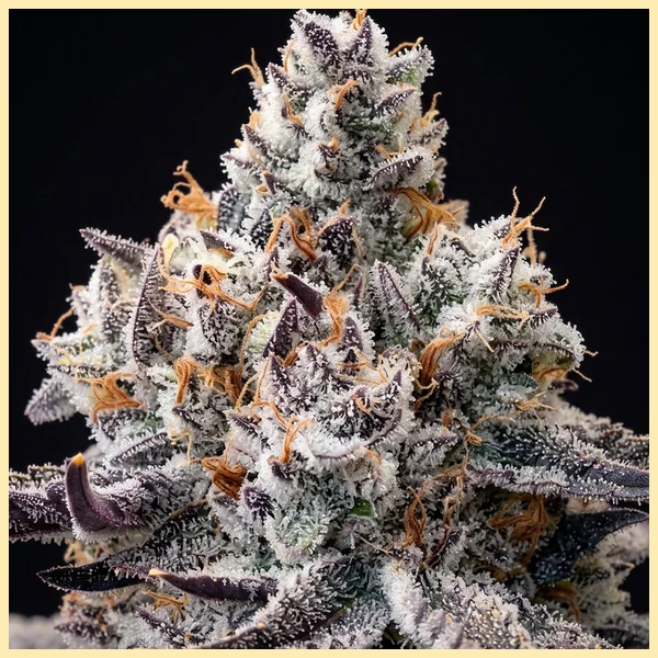 Cap Junky Feminized Seeds additional image 1