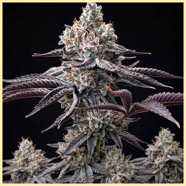 Cap Junky Feminized Seeds featured image