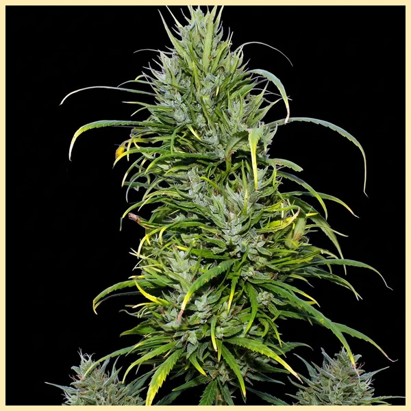 Carma CBD Feminized Seeds featured image