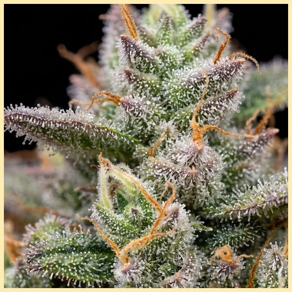 CBD ACDC (1:18) Feminized Seeds additional image 2