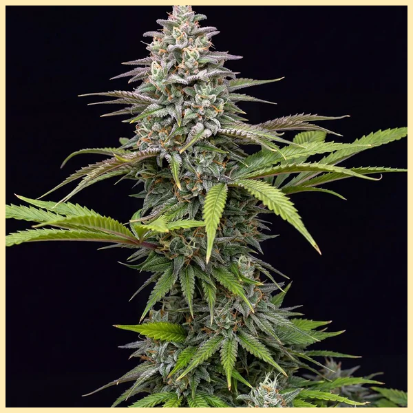 CBD ACDC (1:18) Feminized Seeds featured image