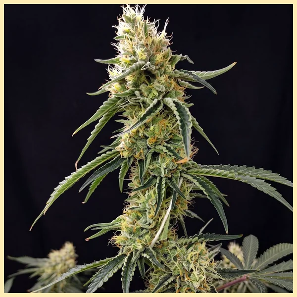 CBD Auto Ratio 1:30 Feminized Seeds additional image 1