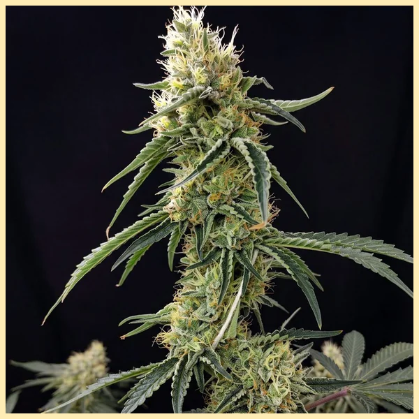 CBD Auto Ratio 1:30 Feminized Seeds featured image