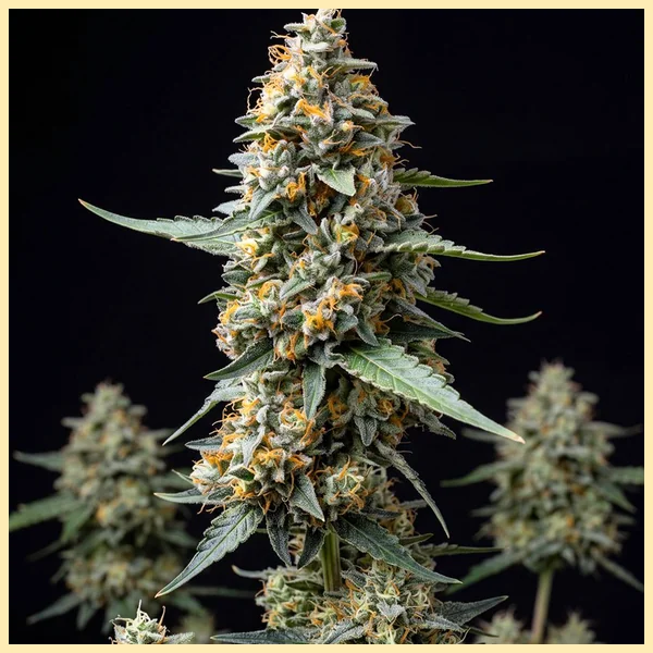Autoflower CBD Mix Pack Seeds additional image 2