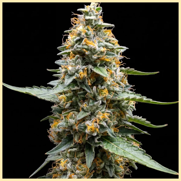 CBD Kush Feminized Seeds featured image