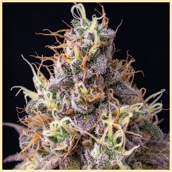 Cereal Milk Feminized Seeds additional image 1