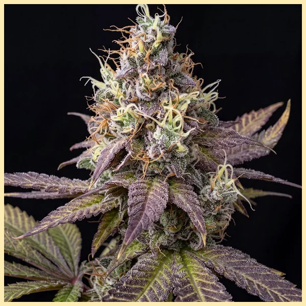 Cereal Milk Feminized Seeds featured image