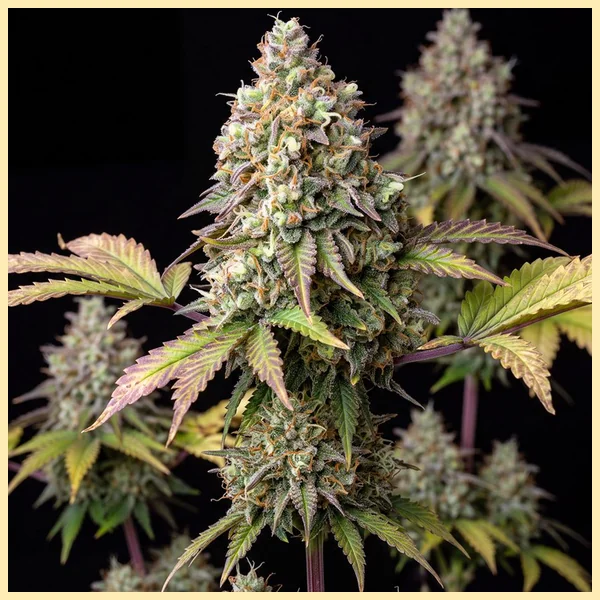 Autoflower Snack Mix Pack Seeds additional image 3