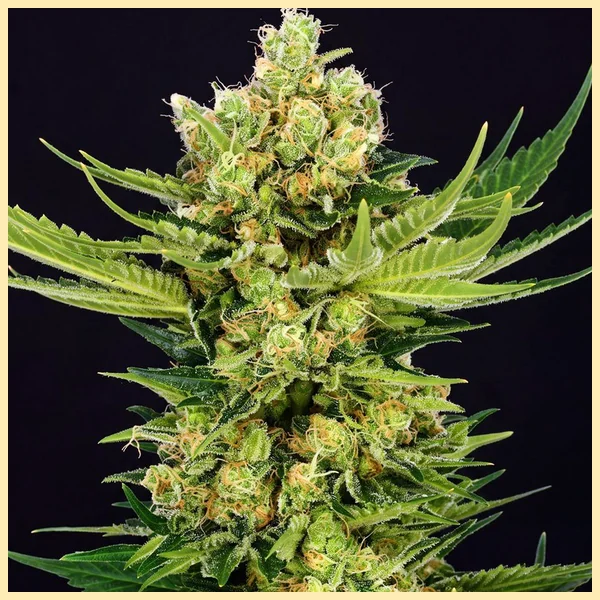 Cheese Feminized Seeds featured image