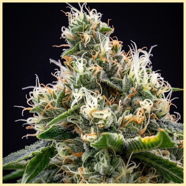 Chem '91 Feminized Seeds additional image 1
