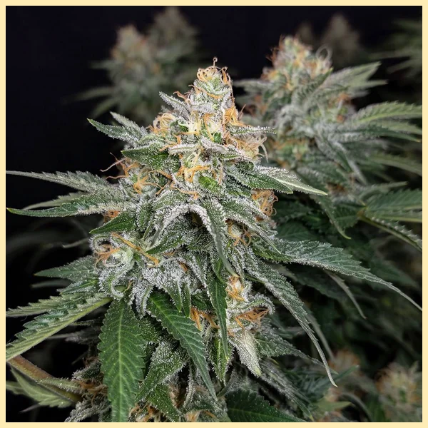 Chemdawg Feminized Seeds featured image