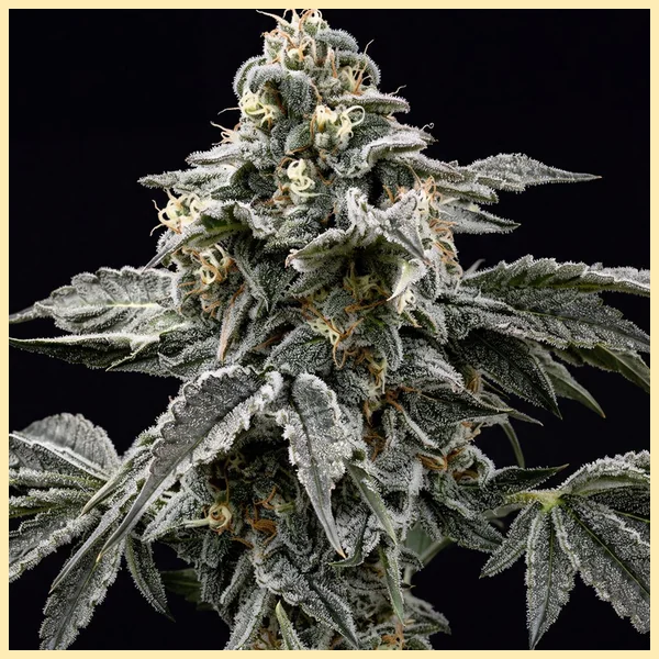 Baking Mix Pack Weed Seeds additional image 2