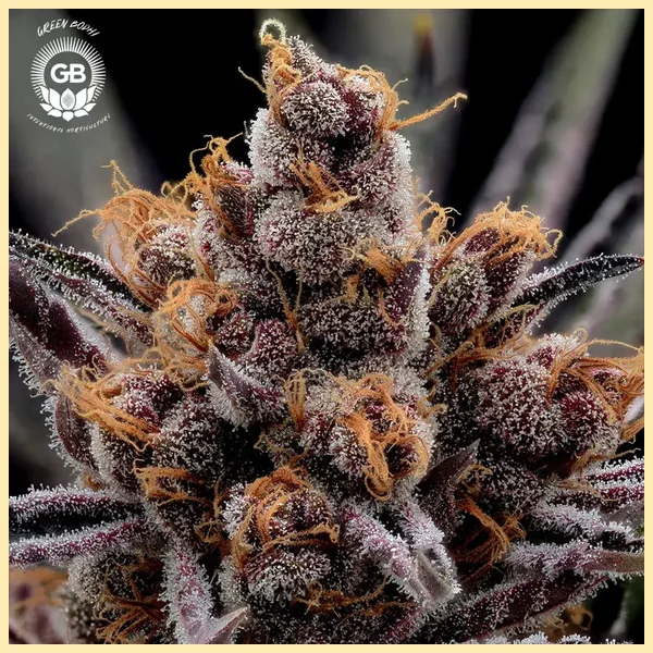 Cherry Gellyz Feminized Seeds additional image 1