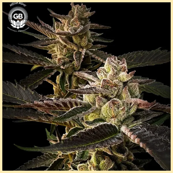 Cherry Gellyz Feminized Seeds featured image