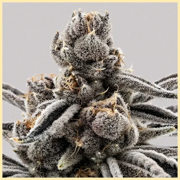 Cherry Limeaid Feminized Seeds additional image 1