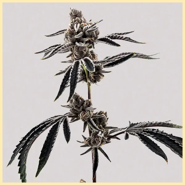 Cherry Limeaid Feminized Seeds additional image 2