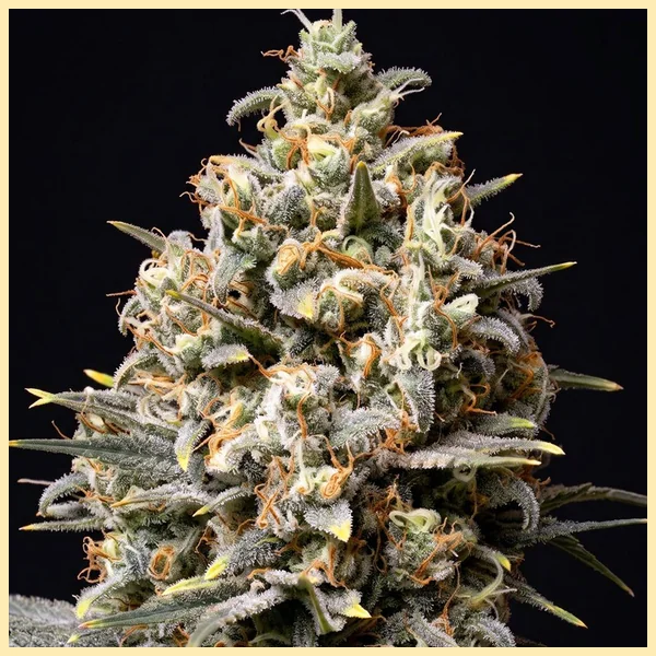 Choco Berry Feminized Seeds additional image 1