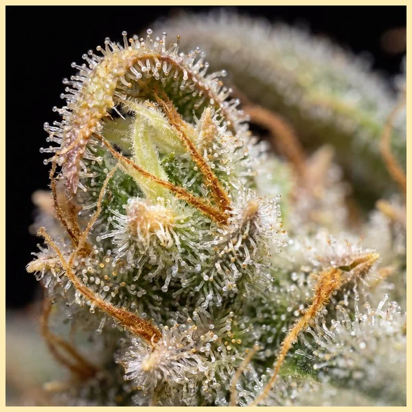 Choco Berry Feminized Seeds additional image 3