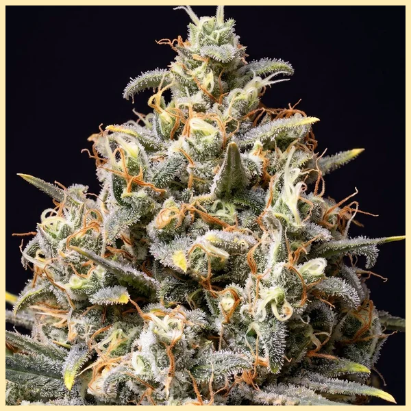 Choco Berry Feminized Seeds additional image 2