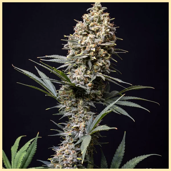 Choco Berry Feminized Seeds featured image