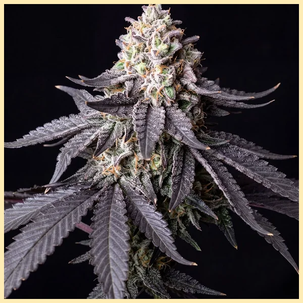 Chocolope Feminized Seeds featured image