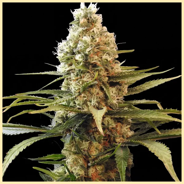 Premium Mix Pack Weed Seeds additional image 2