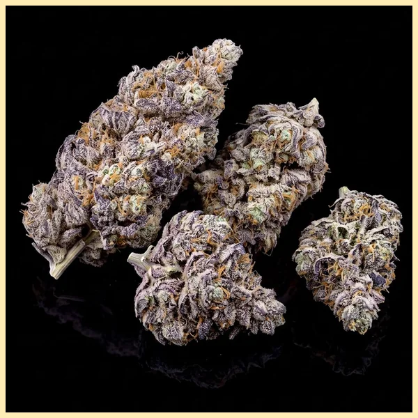 Cinderella 99 x Blueberry Fast Version Feminized Seeds additional image 2
