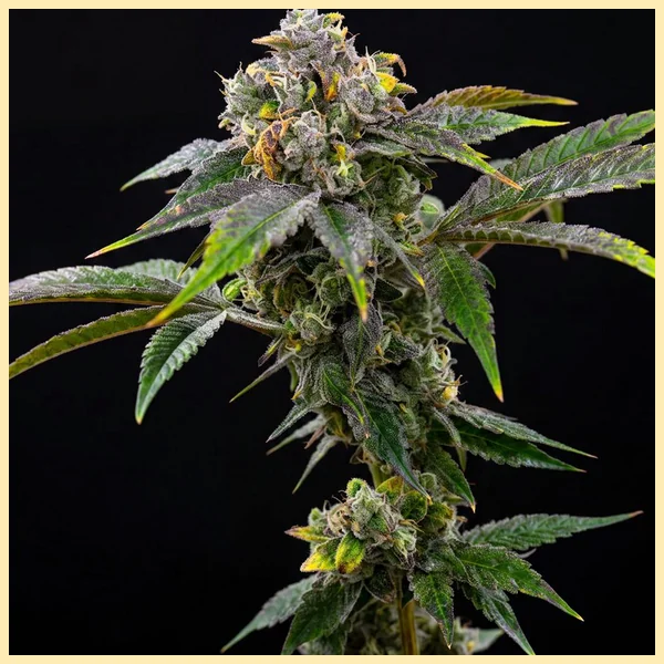 Cinderella 99 x Blueberry Fast Version Feminized Seeds featured image