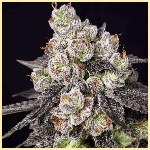 Cookie Dough Glue Autoflower Seeds additional image 1
