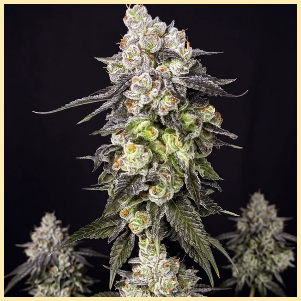 Cookie Dough Glue Autoflower Seeds featured image