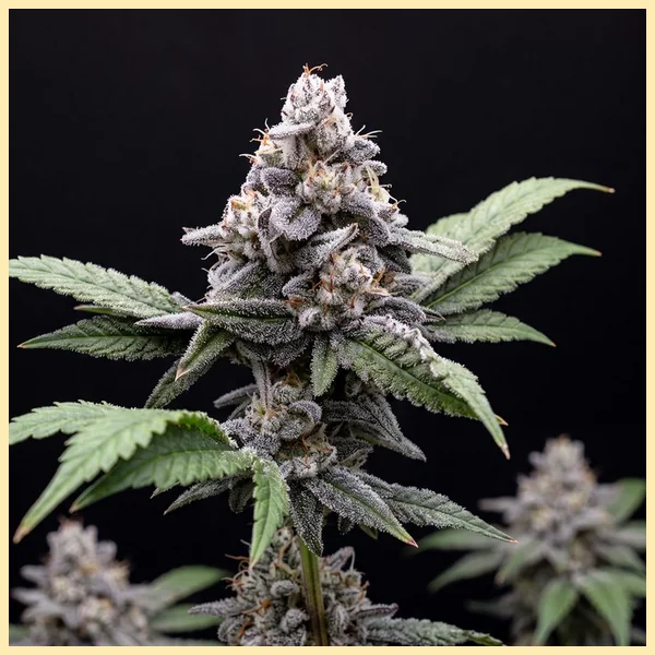 Cookies and Cream Autoflower Seeds featured image