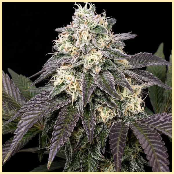 Cookies and Cream Feminized Seeds featured image