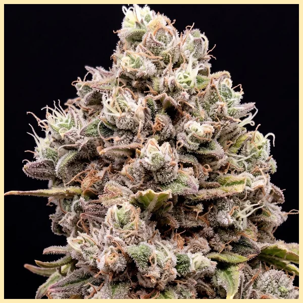 Cristal Metal Autoflower Seeds additional image 1