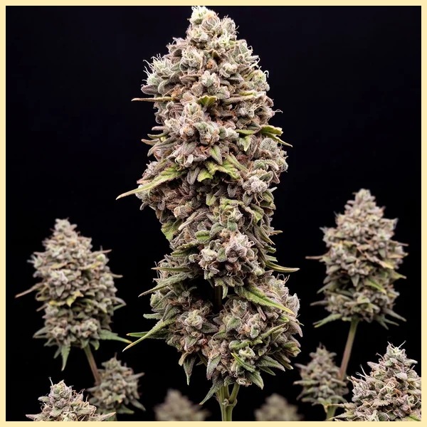 Cristal Metal Autoflower Seeds featured image