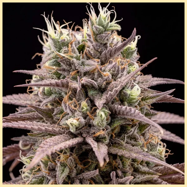 Critical Autoflower Seeds additional image 1