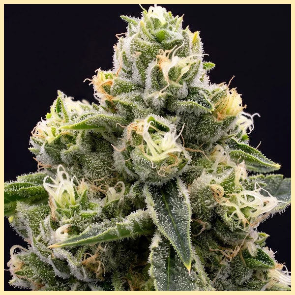 Critical Jack Feminized Seeds additional image 1